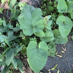 Arctium