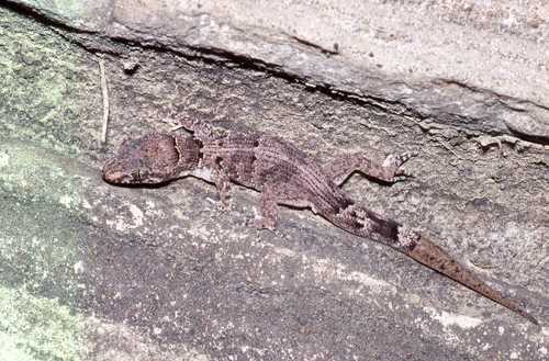 Serpent Island Gecko, Nactus serpensinsula