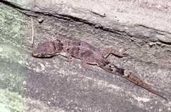 Nactus serpensinsula durrellorum