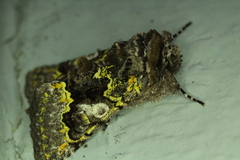 Behrensia conchiformis