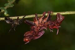 Citheronia phoronea