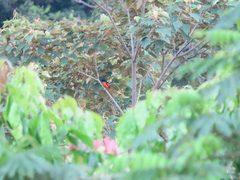 Pericrocotus miniatus