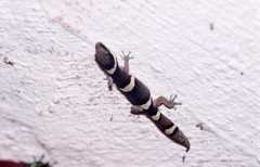 Pachydactylus oshaughnessyi