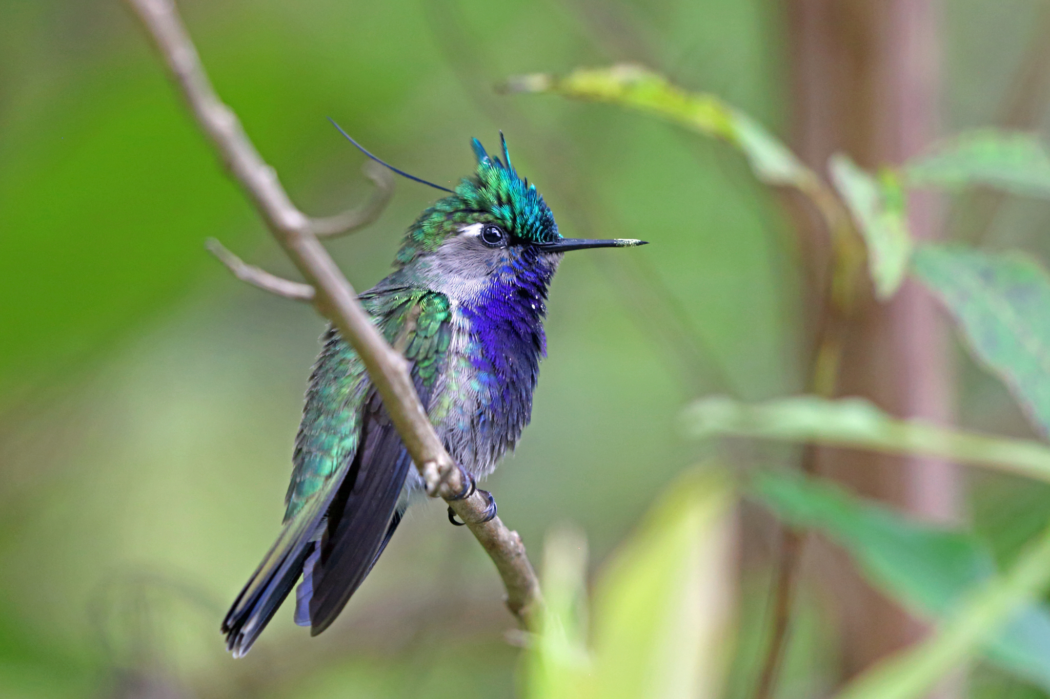 Green-crowned Plovercrest (Stephanoxis lalandi) · iNaturalist United Kingdom