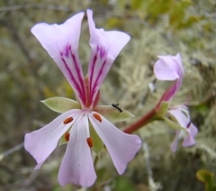 Pelargonium peltatum