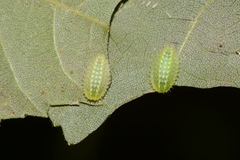 Lithacodes fasciola