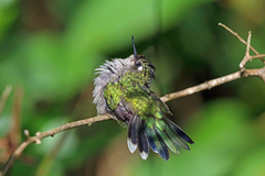 Black-Breasted Plovercrest photo 3