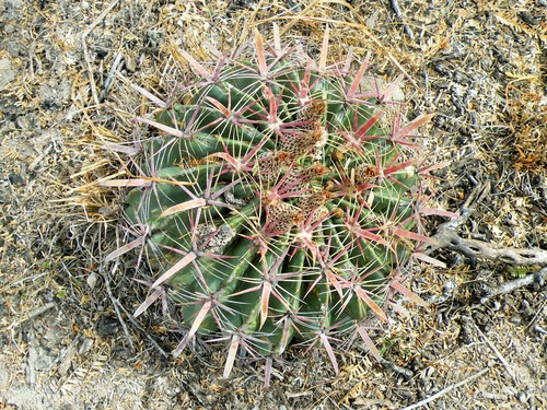 Ferocactus latispinus