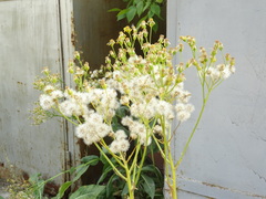 Senecio doria