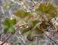 Pelargonium peltatum