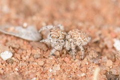 Habronattus amicus