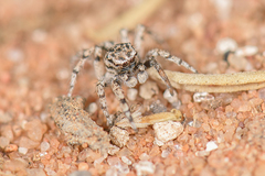 Habronattus amicus