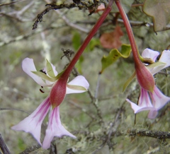Pelargonium peltatum