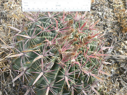 Ferocactus latispinus