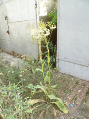 Senecio doria