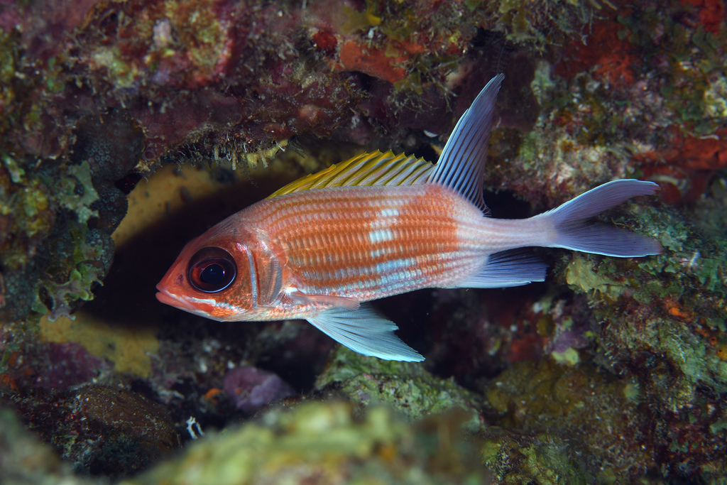 Squirrelfish
