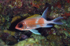 Squirrelfish - Photo (c) terence zahner, some rights reserved (CC BY-NC), uploaded by terence zahner