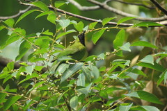 Chloropsis cyanopogon