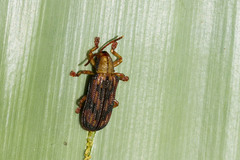 Acentroptera basilica