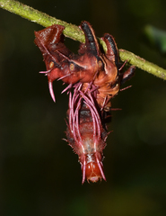 Citheronia phoronea