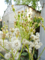 Senecio doria
