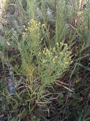 Galatella biflora