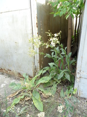 Senecio doria