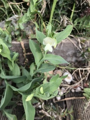 Lathyrus ochrus