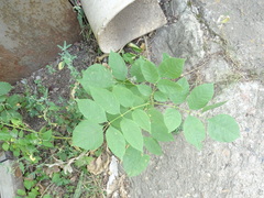 Fraxinus pennsylvanica