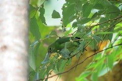 Chloropsis cyanopogon