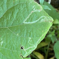 Phytomyzinae
