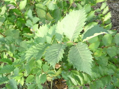 Ulmus