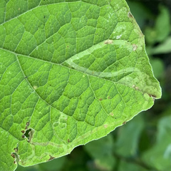 Phytomyzinae