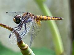 Aethriamanta brevipennis