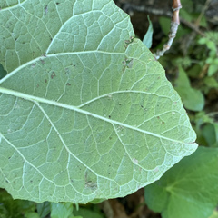Phytomyzinae