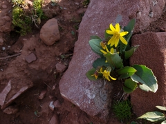 Senecio amplectens holmii
