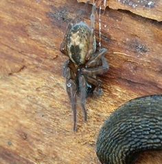 Amaurobius fenestralis