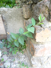 Ulmus pumila