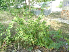 Ulmus