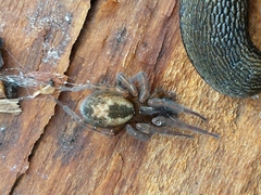 Amaurobius fenestralis