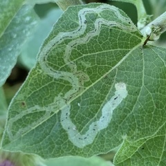 Phytomyzinae