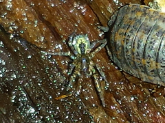 Amaurobius fenestralis