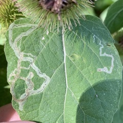 Phytomyzinae