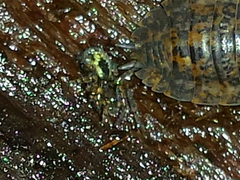 Amaurobius fenestralis