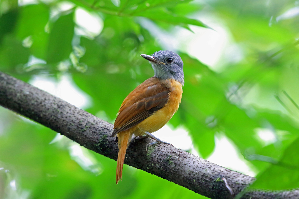 Gray-hooded Attila (Attila rufus) photo