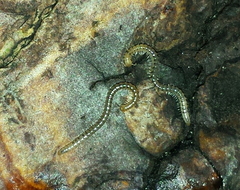 Blaniulidae