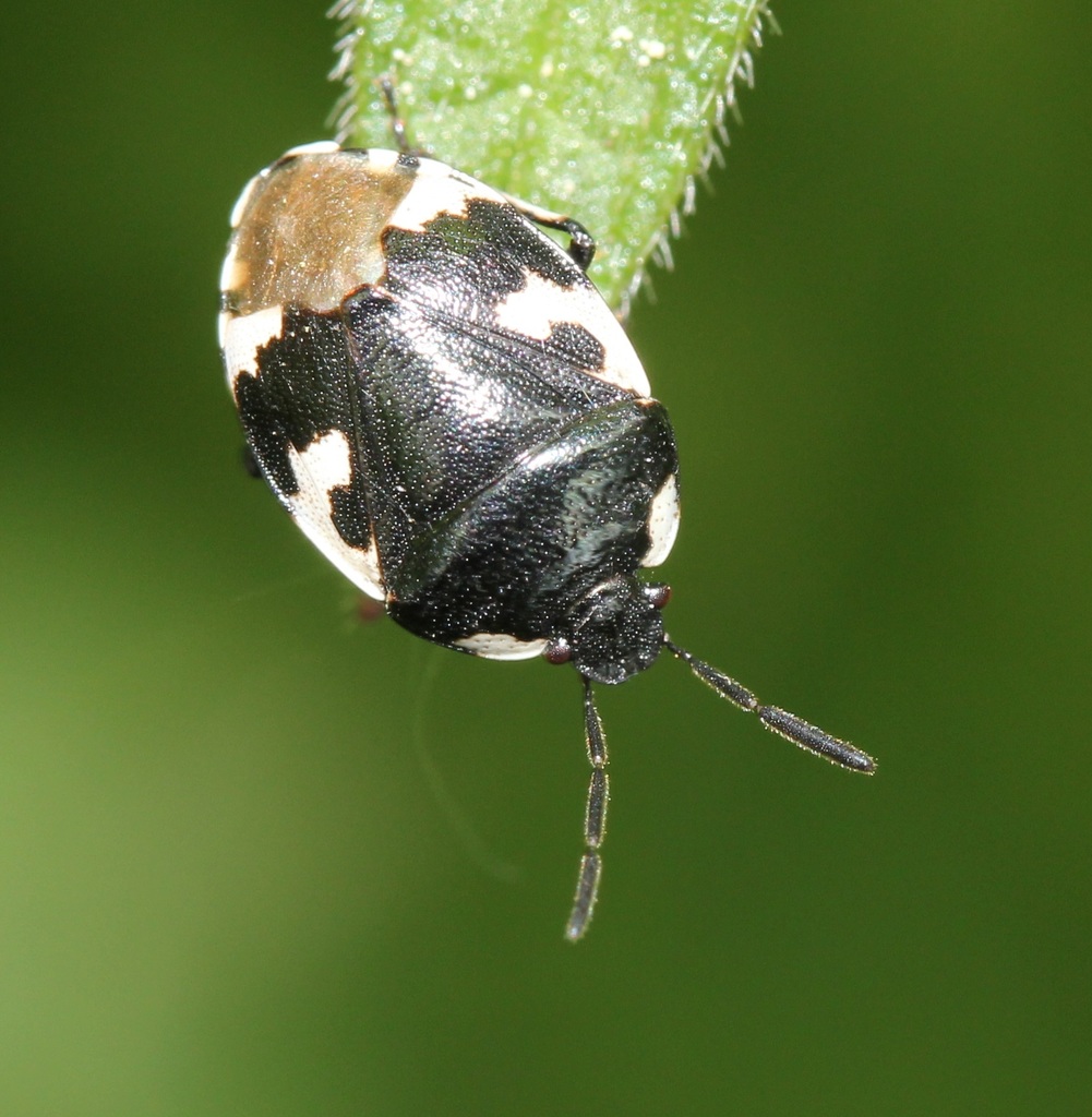 Pied shield bug