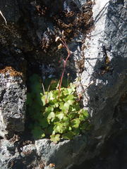 Romanzoffia sitchensis