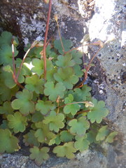 Romanzoffia sitchensis