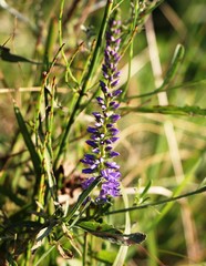 Veronica barrelieri